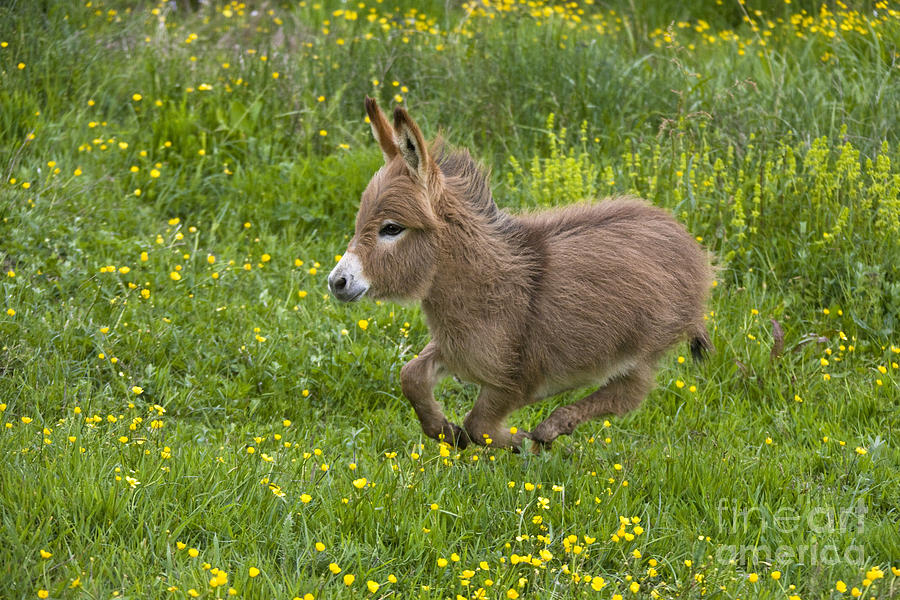 Miniature Donkey Foal #11 Photograph by Jean-Louis Klein & Marie-Luce Hubert