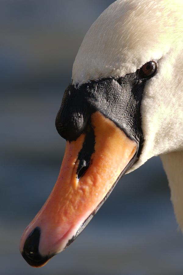Mute Swan #11 Photograph by Chris Day