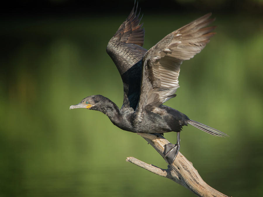 Neotropic Cormorant #11 Photograph by Tam Ryan