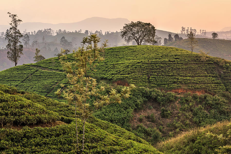 Tea Photograph - Nuwara Eliya - Sri Lanka #11 by Joana Kruse