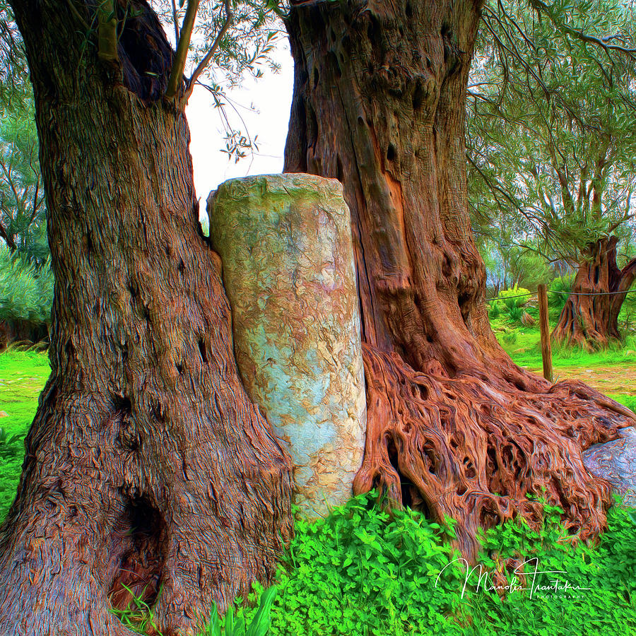 Old Olive Tree Photograph By Manolis Tsantakis Fine Art America 0894