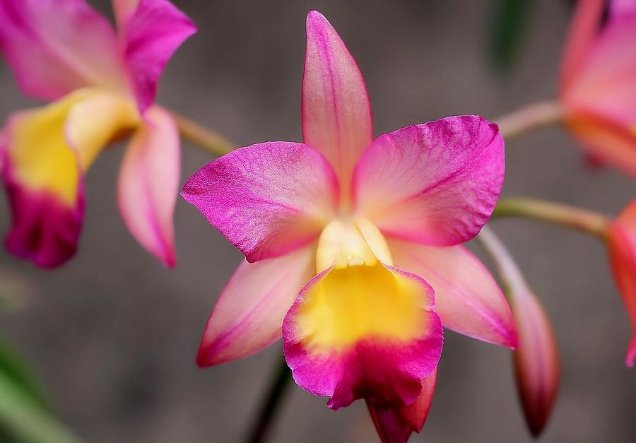 Orchid Photograph by Joyce Baldassarre