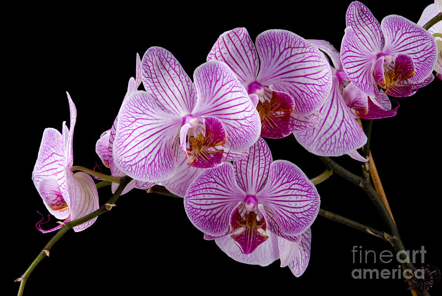 Orchids #11 Photograph by Anthony Totah