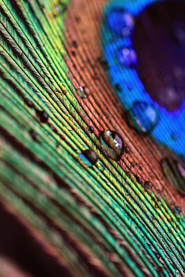 Peacock Feather #11 Photograph by Falko Follert