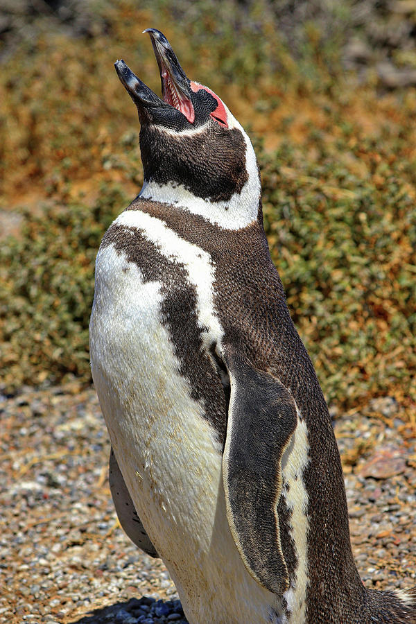 Penguins Tombo Reserve Puerto Madryn Argentina #11 Photograph by Paul James Bannerman