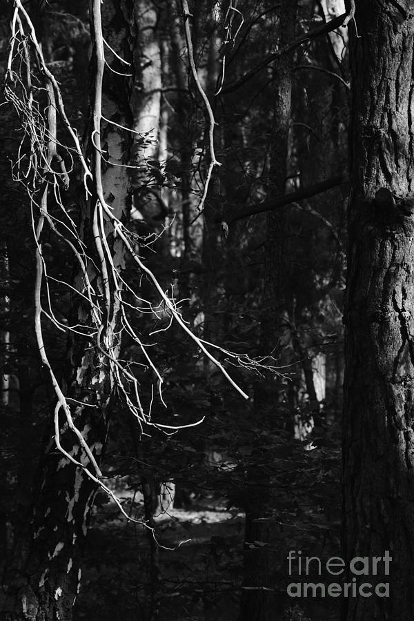 Pine Twigs #14 Photograph by Dariusz Gudowicz
