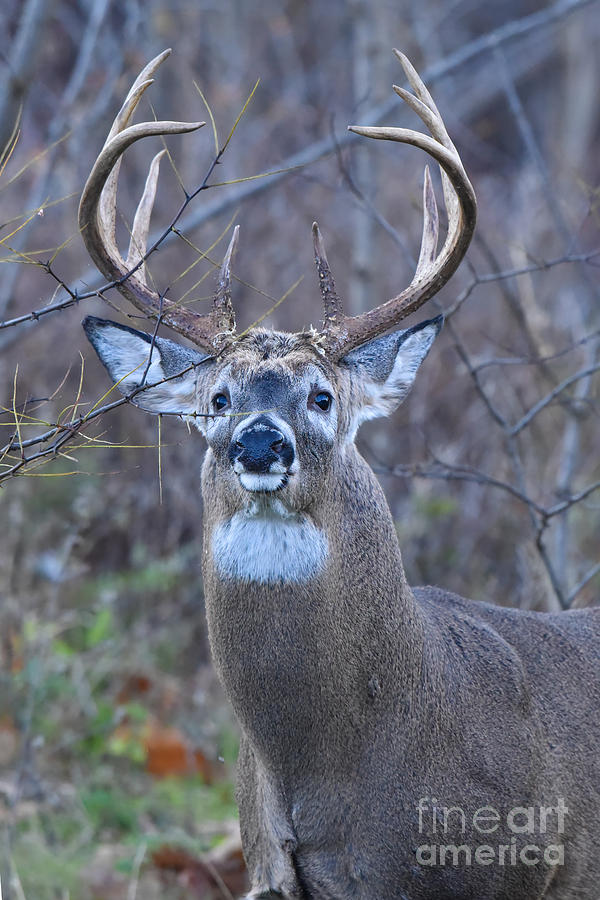 11-point-non-typical-buck-9340c-photograph-by-cynthia-staley