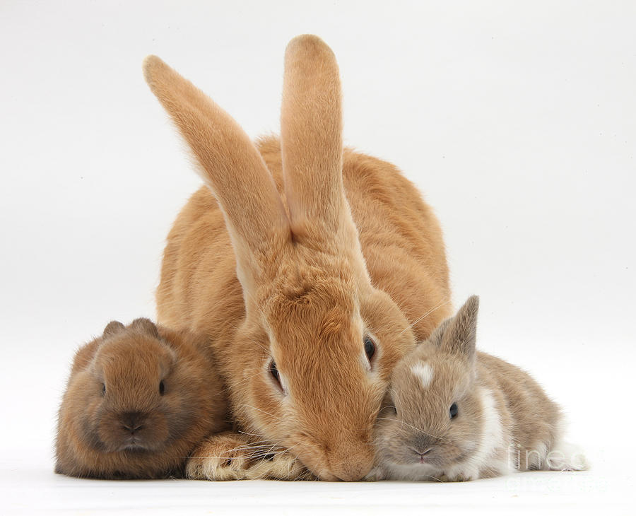 Nature Photograph - Rabbits #11 by Mark Taylor