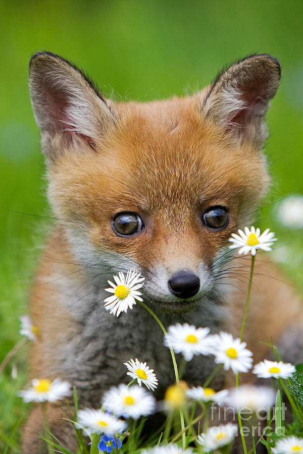 Spring Photograph - Red Fox Vulpes Vulpes #11 by Gerard Lacz