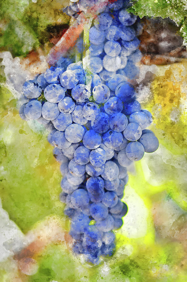 Red Grapes on the Vine #12 Photograph by Brandon Bourdages
