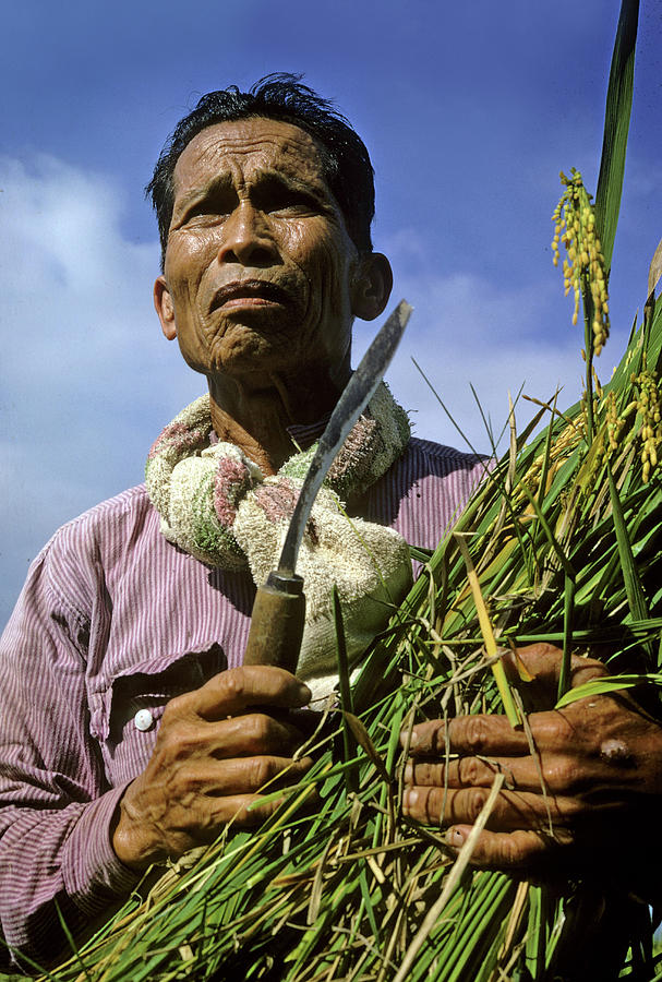 Rice Farmer in Luzon Photograph by Carl Purcell - Fine Art America