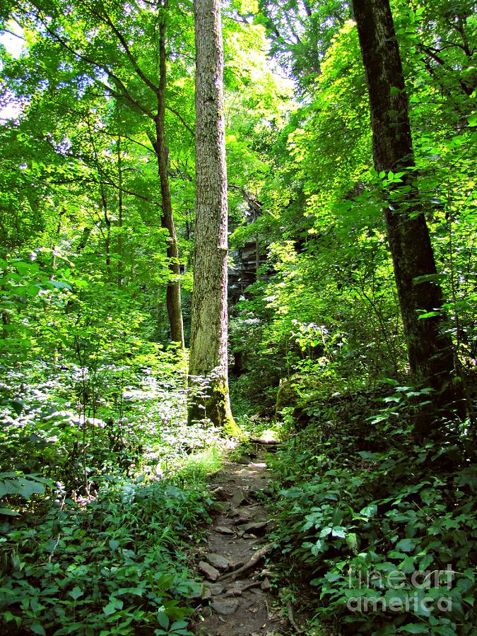 Rim Rock Trail Illinois Photograph by Jessica Anne Fine Art America