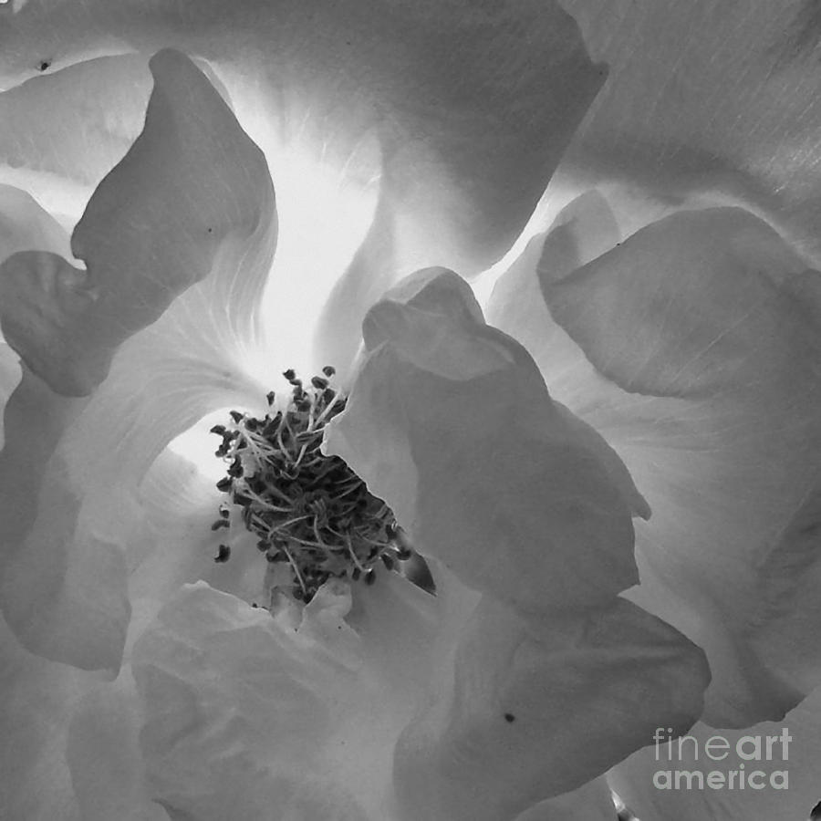Roses Photograph by Sylvie Leandre - Fine Art America