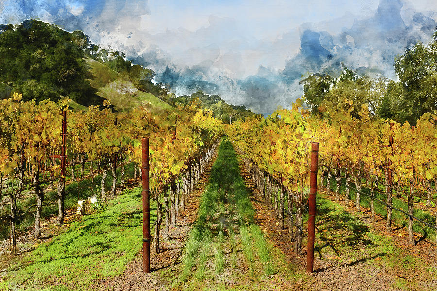 Rows of Grapevines in Napa Valley California #11 Photograph by Brandon Bourdages