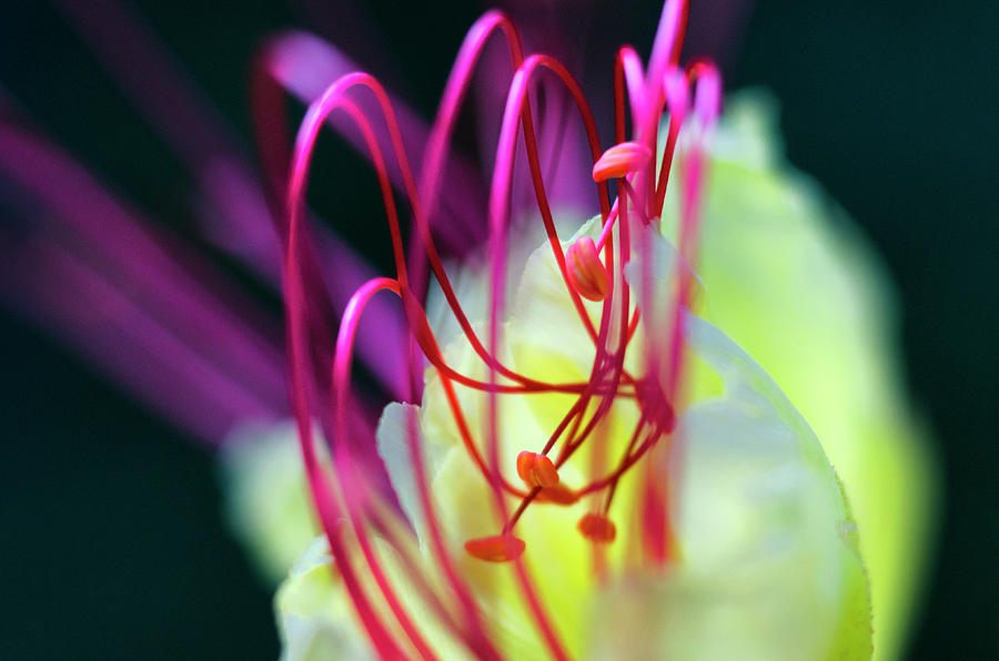 Royal Botanical Garden of Madrid by Pablo Lopez Royal Botanical Garden of Madrid by Pablo Lopez