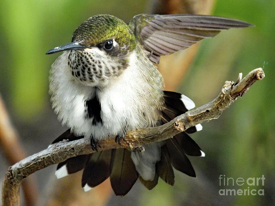 Aggressive Young Ruby-throated Hummingbird Photograph