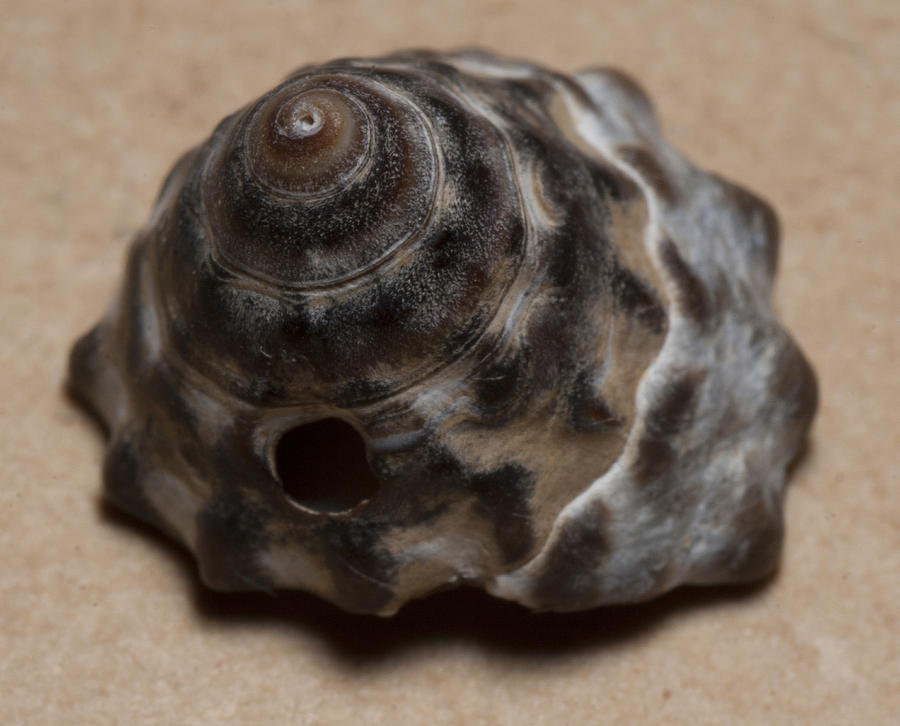 Sea shell #11 Photograph by Masami Iida