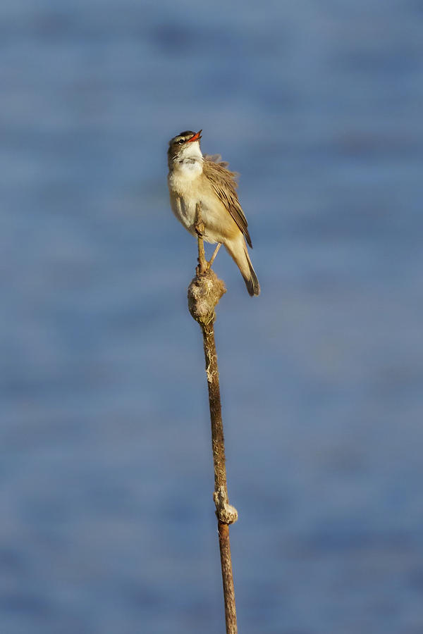 Sedge warbler #11 Photograph by Jouko Lehto