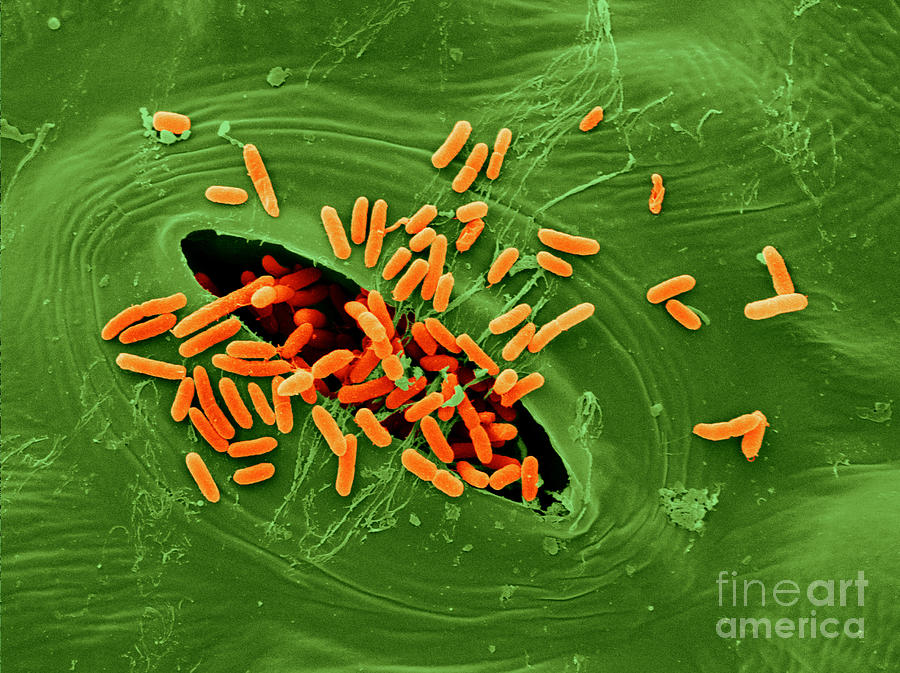 Sem Of E. Coli Bacteria On Lettuce #11 Photograph by Scimat