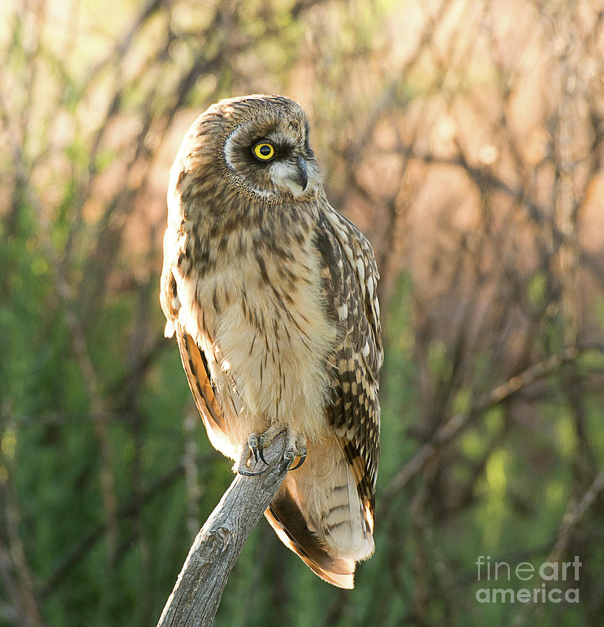 Short Eared Owl #11 Photograph by Dennis Hammer
