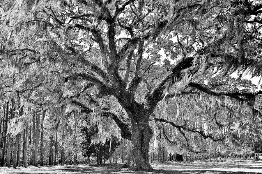 Spanish Moss Photograph by Paulette Thomas - Fine Art America