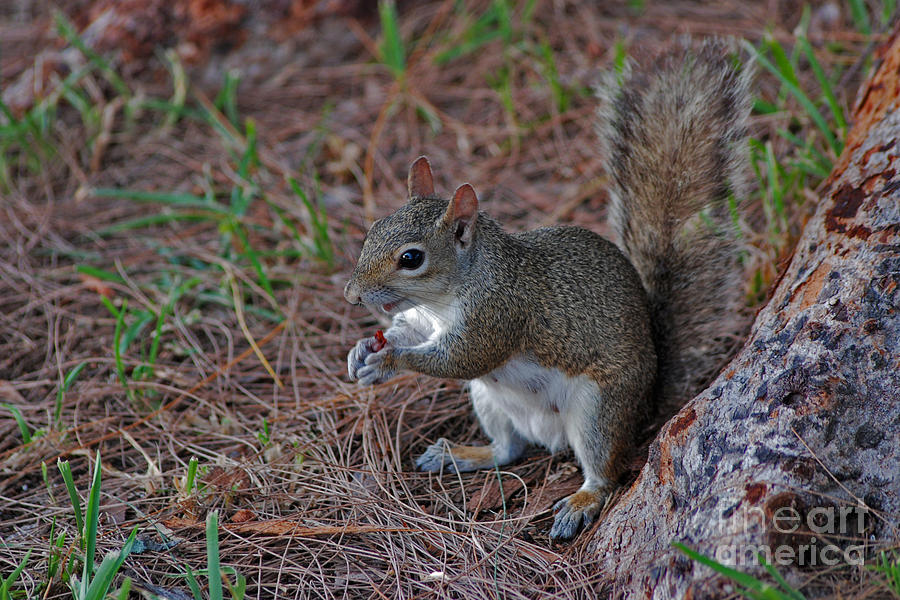 11- Squirrel Photograph by Joseph Keane