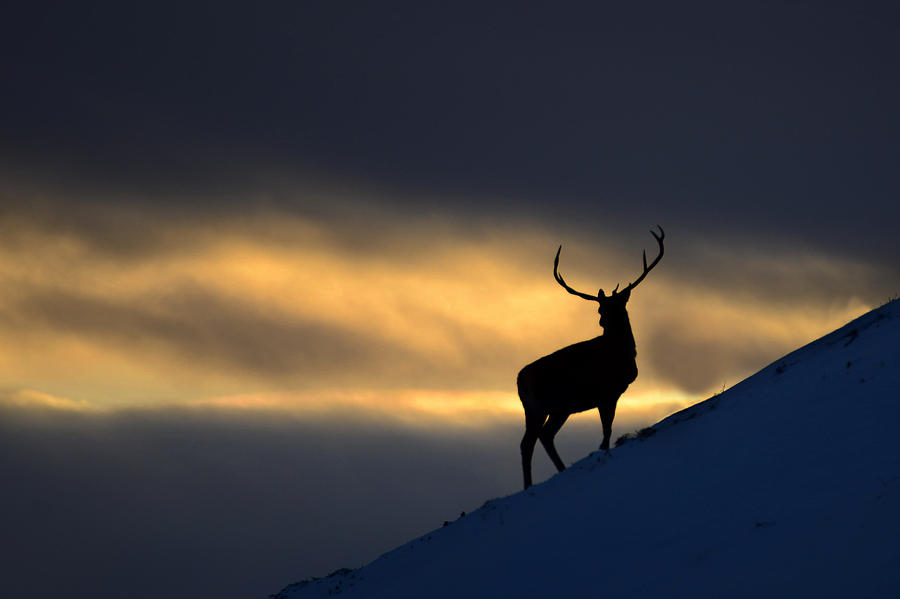 Stag Silhouette #11 Photograph by Gavin MacRae