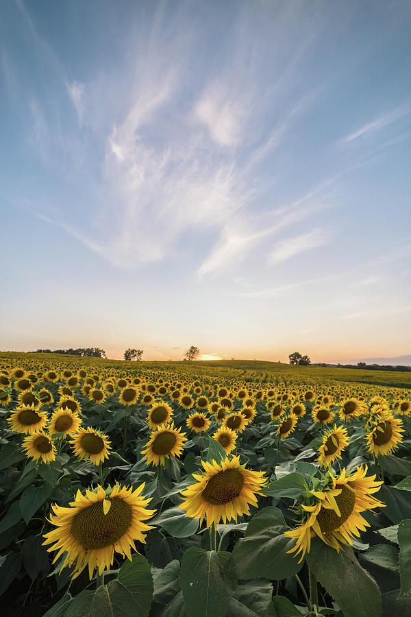 Sunflower Sunset #11 Photograph by Ryan Heffron