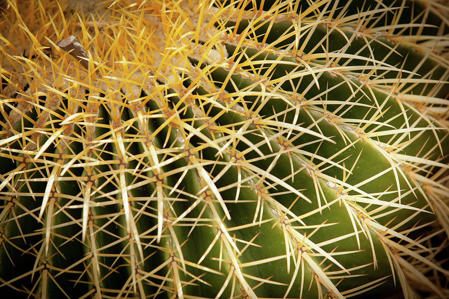 Textures of Arizona #12 Photograph by John Magyar Photography