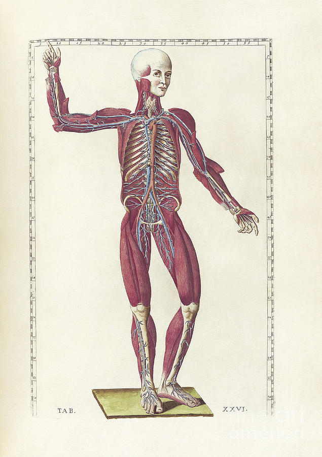 Vertical Digital Art - The Science Of Human Anatomy #11 by National Library of Medicine