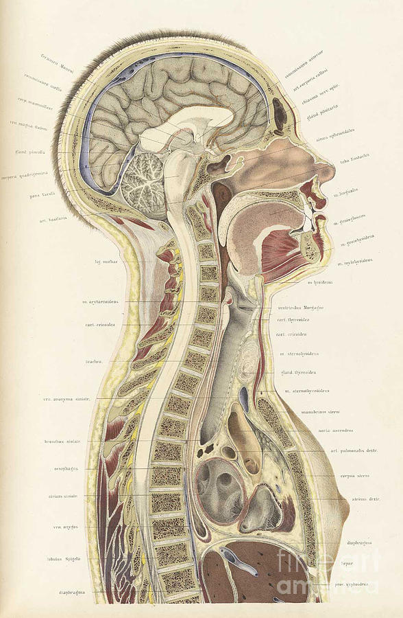 Topographisch-anatomischer, Braune, 1872 #11 Photograph by Science Source