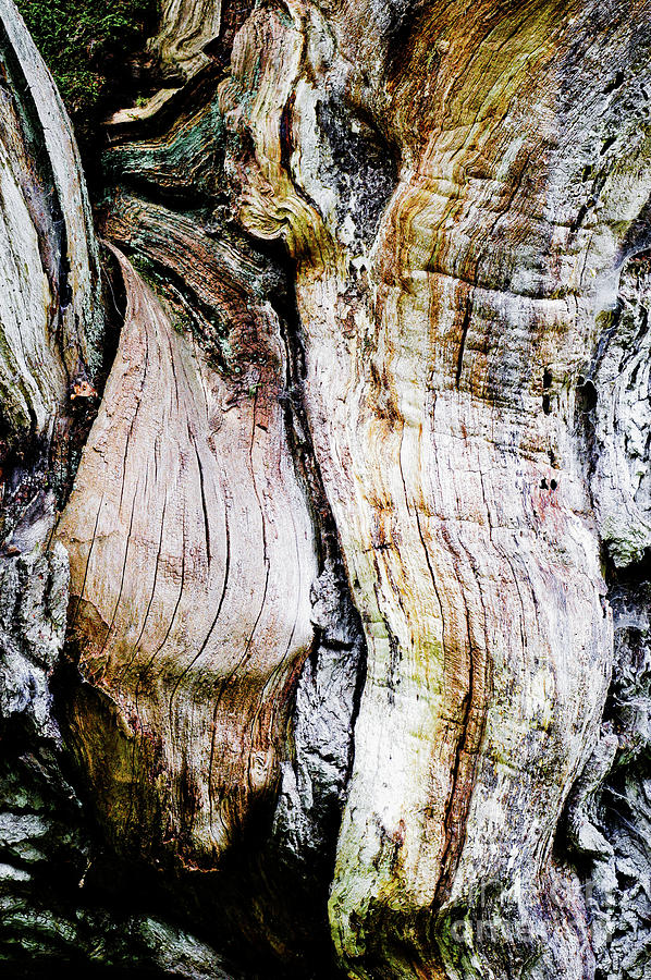 Tree bark #11 Photograph by Tom Gowanlock