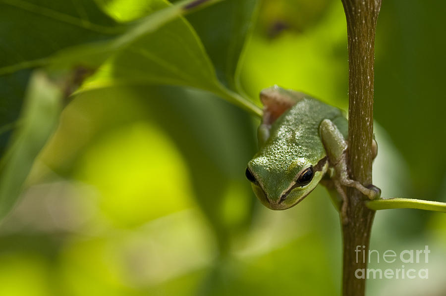 Tree frog in Lilac Bush #11 Photograph by Jim Corwin