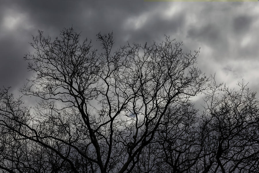 Trees Clouds And Sky Photograph By Robert Ullmann - Fine Art America