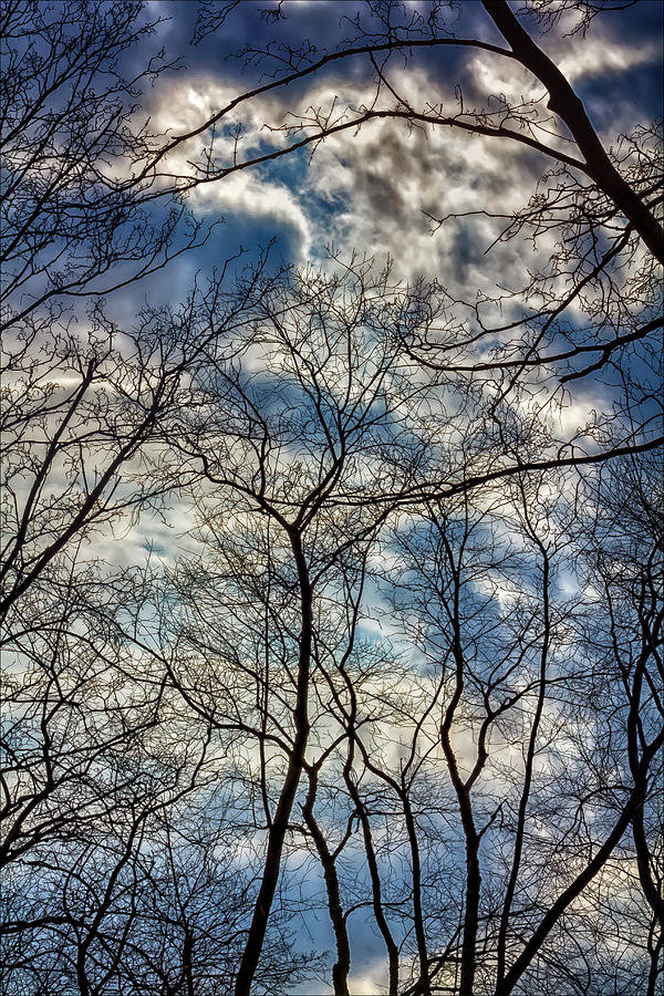 Trees Sky and Clouds #11 Photograph by Robert Ullmann