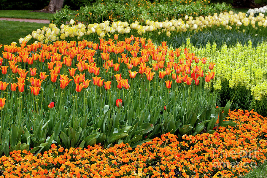 Tulip Garden #11 Photograph by Anthony Totah