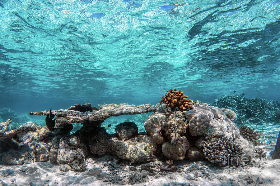 Underwater coral reef and fish in Indian Ocean, Maldives. #11 Photograph by Michal Bednarek