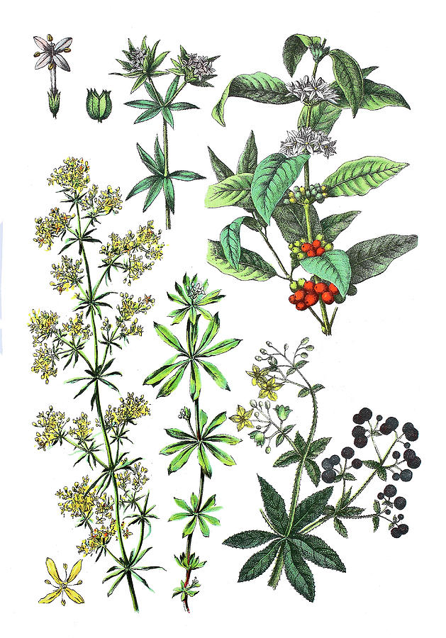 Various Medicinal Plants Drawing by Heinz TschanzHofmann