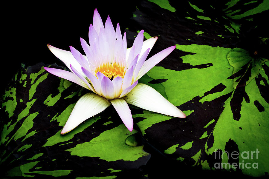 Water Lilies and Lily pads #11 Photograph by Amy Cicconi