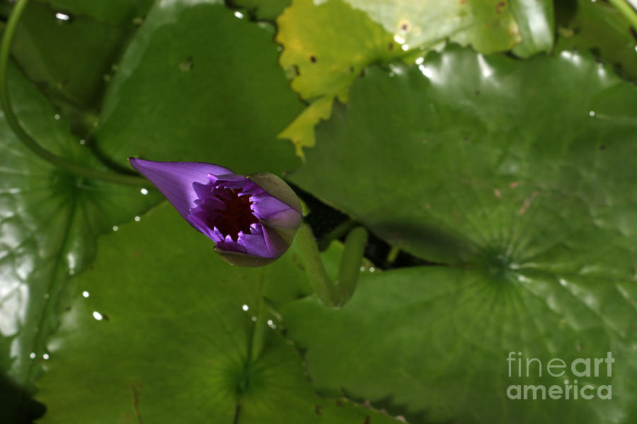 Waterlily Opening Part Of A Series #9 Photograph by Ted Kinsman