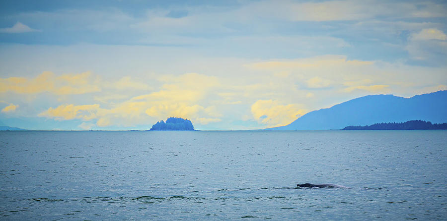 Whale Watching On Favorite Channel Alaska #11 Photograph by Alex Grichenko