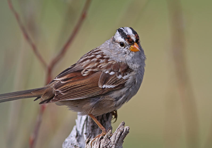 Sparrow Photograph - White-crowned Sparrow #11 by Gary Wing