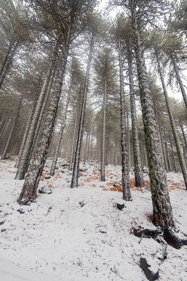 Winter forest landscape #12 Photograph by Michalakis Ppalis