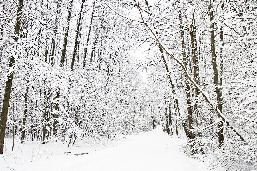 Winter landscape Photograph by Irina Afonskaya - Fine Art America