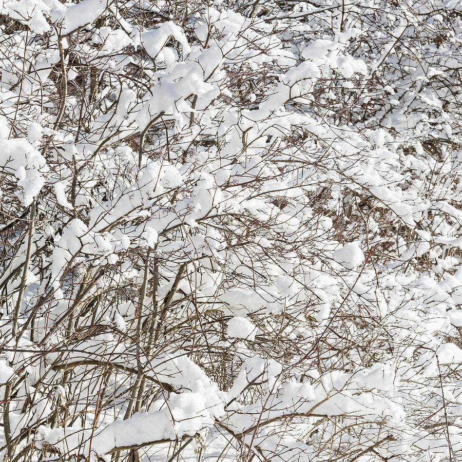 Winter Scene - Abstract #8 Photograph by Shankar Adiseshan