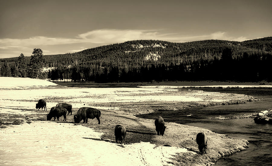 Yellowstone Bison #11 Photograph by Mountain Dreams