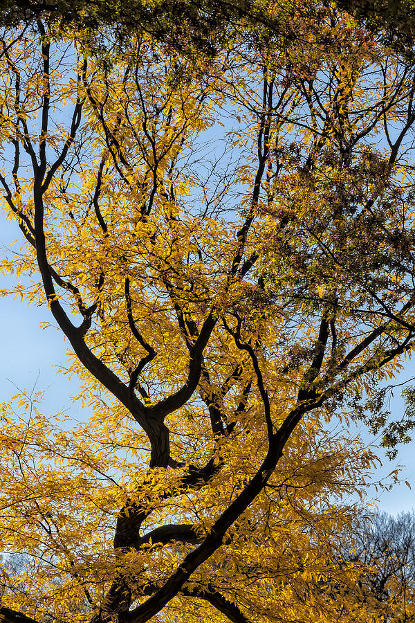 Fall Foliage #110 Photograph by Robert Ullmann