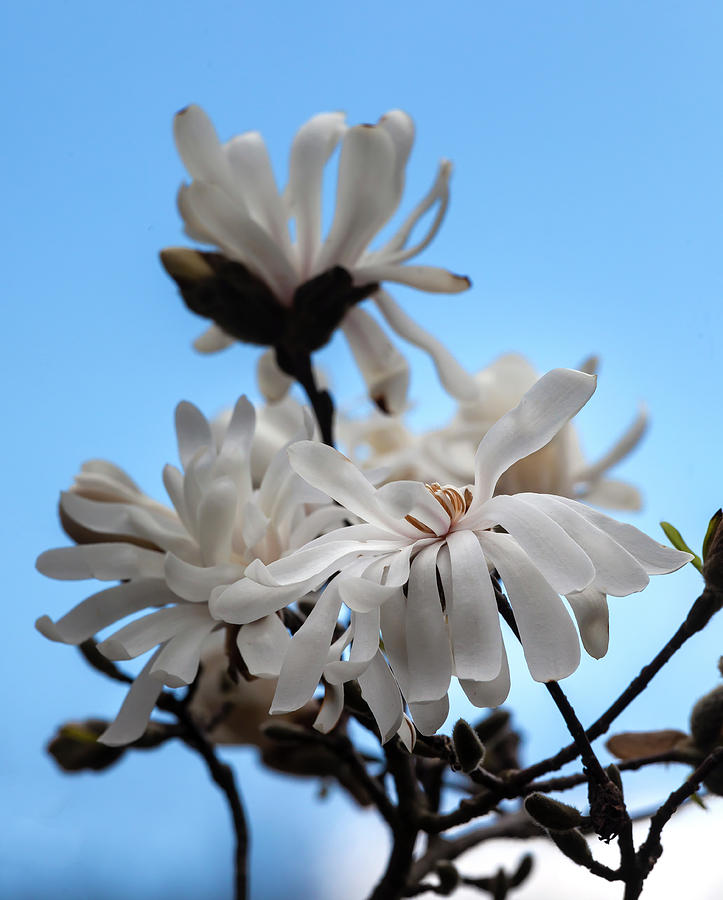 Magnolia Blossoms #110 Photograph by Robert Ullmann