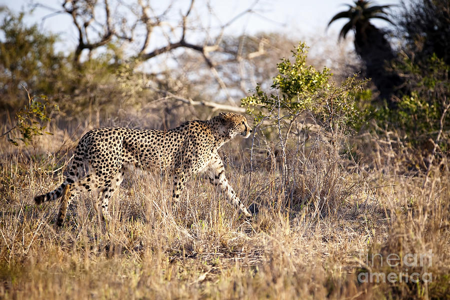 1101 Cheetah Photograph by Steve Sturgill
