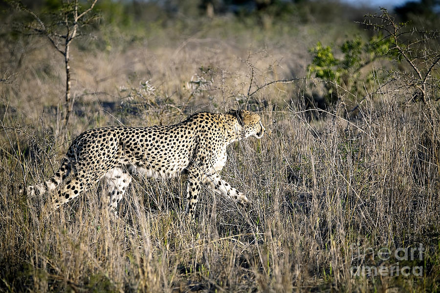 1100 Cheetah Photograph by Steve Sturgill